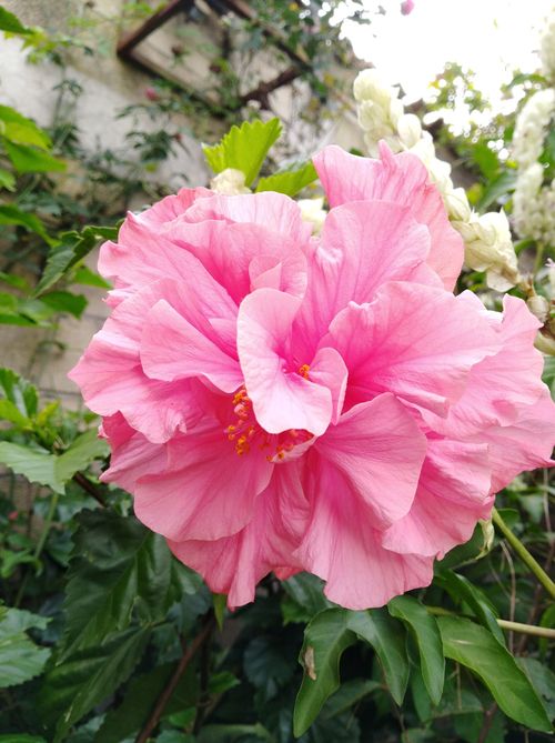 Product picture 20 flower photos